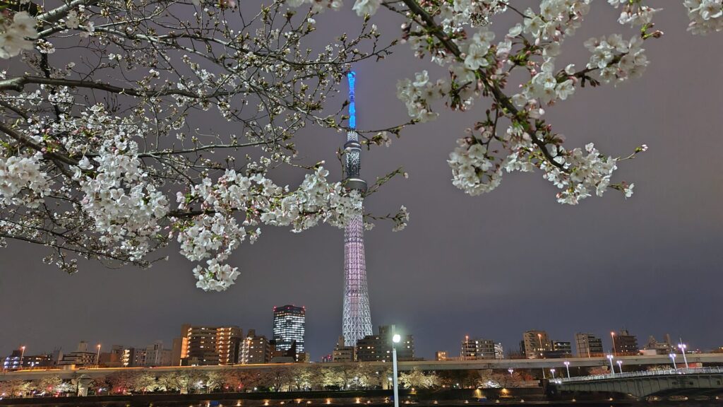 隅田川の夜桜